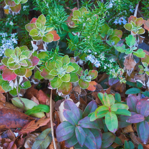 Gardening in January