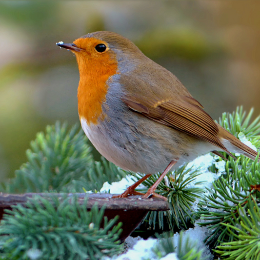 Robin in winter on snow covered branch