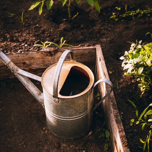 Containers and herbaceous perennials