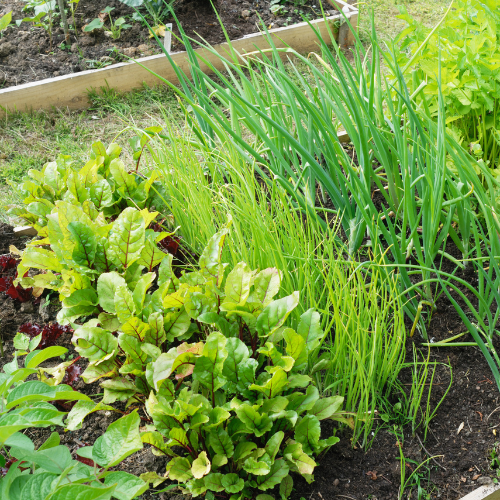 On the vegetable plot