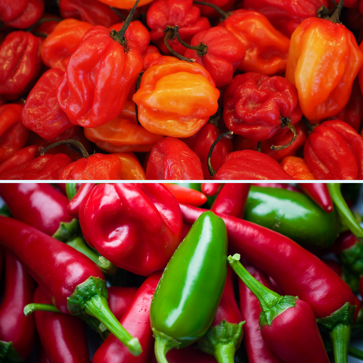 2 Packs Chilli Pepper Seeds - Scotch Bonnet and Jalapeno Seeds