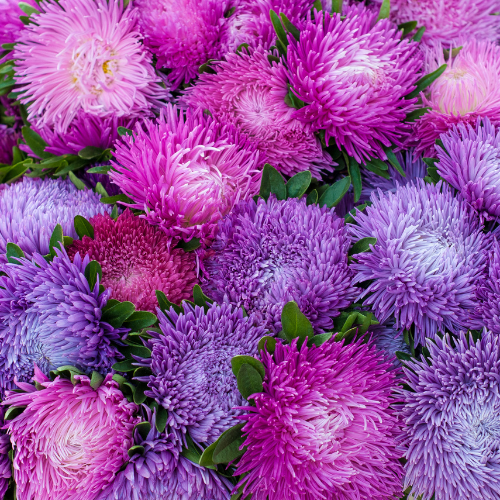 Aster - Giants of California Mixed Seeds