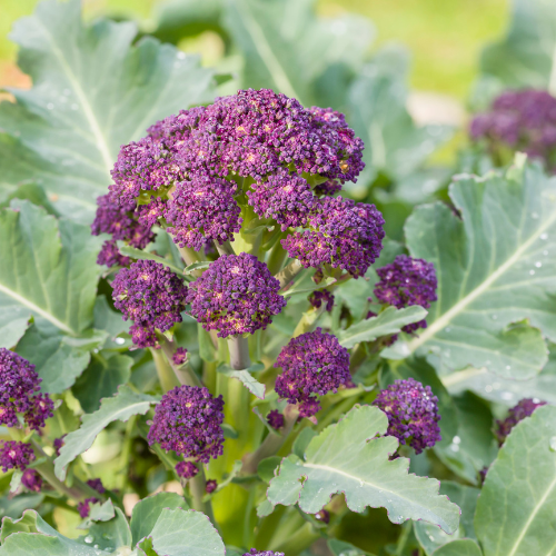 Broccoli Purple Sprouting Rudolph Seeds