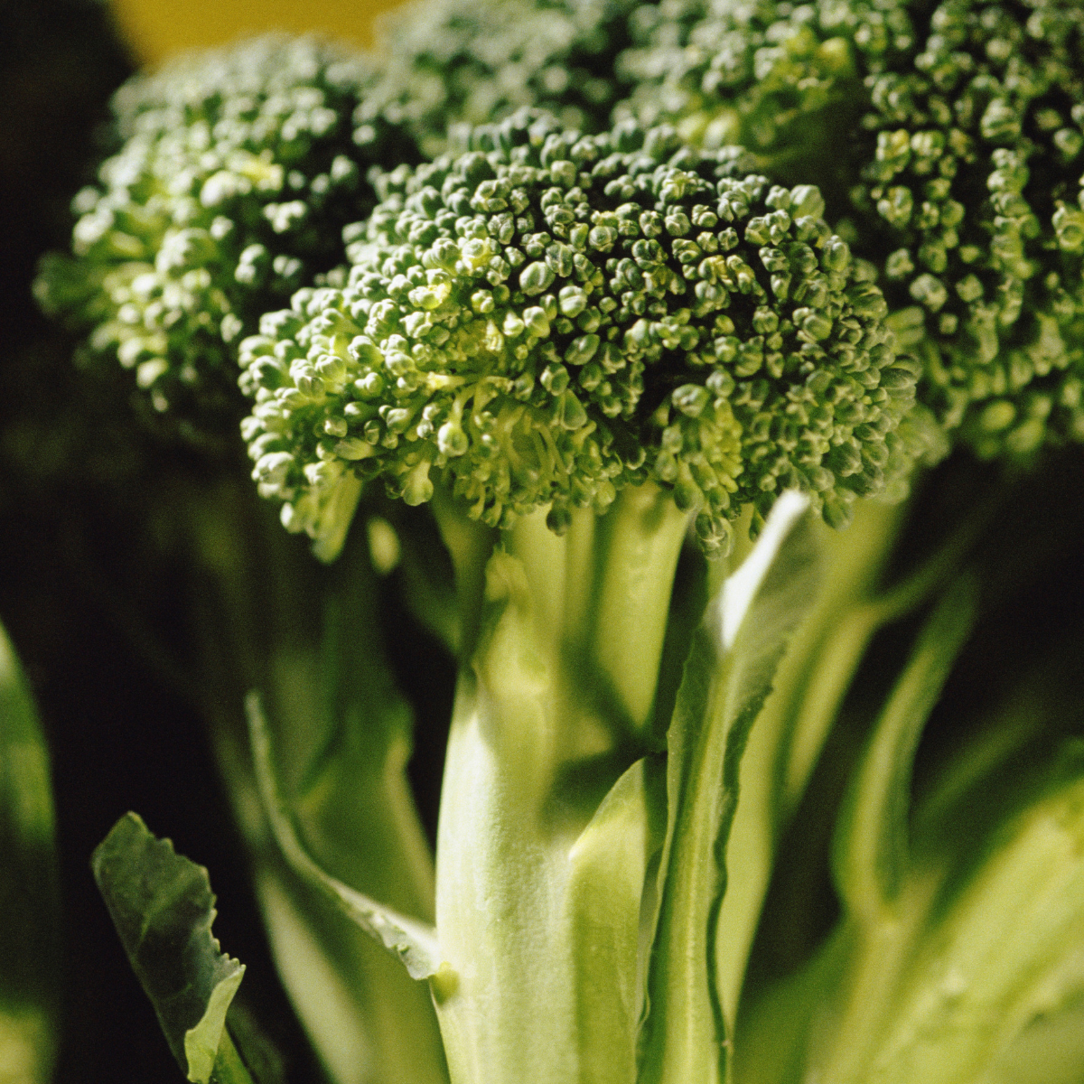 Broccoli Seeds - Calabrese Green Sprouting Seeds