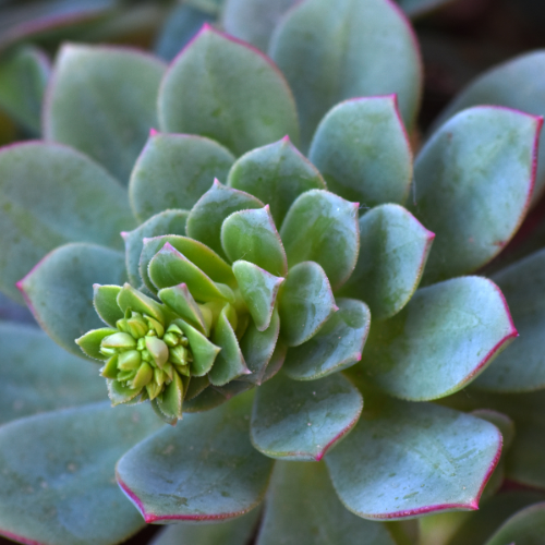 Echeveria Peacockii - Succulent Seeds