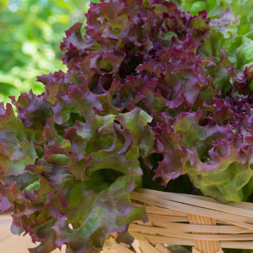 Lettuce - Lollo Rosso Seeds