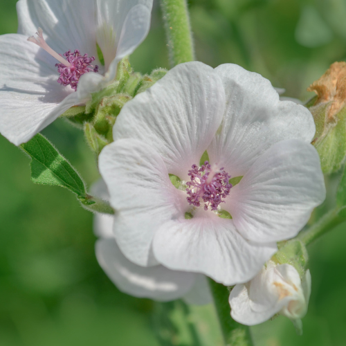 Marsh Mallow - Althaea Officinalis Seeds