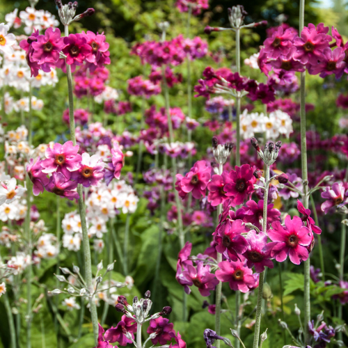 Primula Candelabra Mixed Seeds