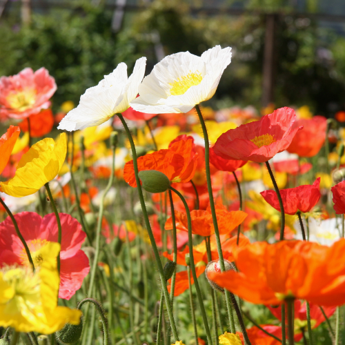 Papaver Champagne Bubbles Mixed Seeds