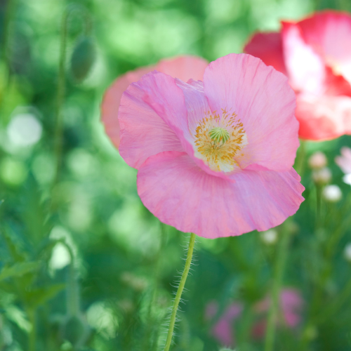 Papaver Champagne Bubbles Pink Seeds