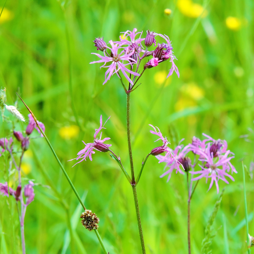 Ragged Robin Wildflower Seeds