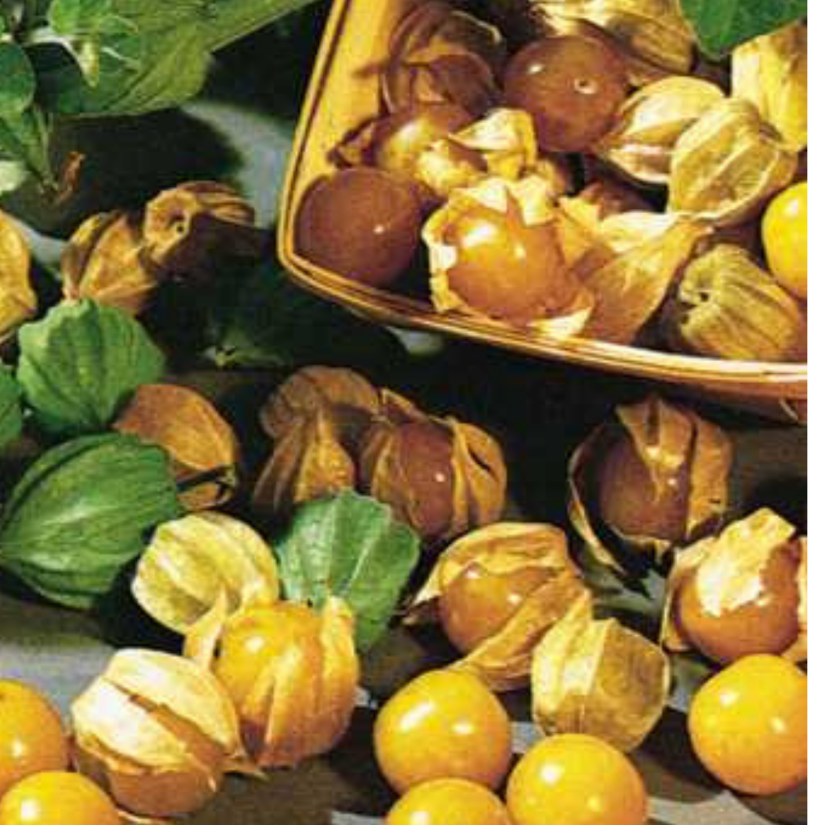 2 Packs Cape Gooseberry Seeds - Giant and Dwarf