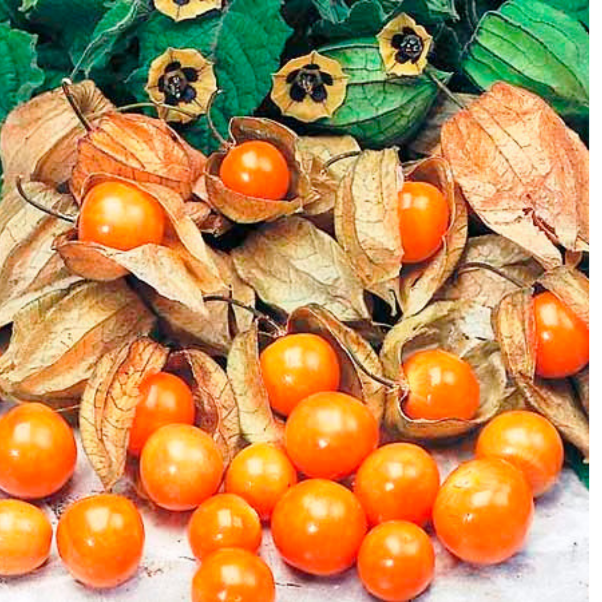 2 Packs Cape Gooseberry Seeds - Giant and Dwarf