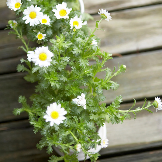 Feverfew Seeds - Tanacetum parthenium