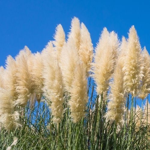 Pampas Grass Collection - White & Pink Feather Cortaderia - Perennial Seeds