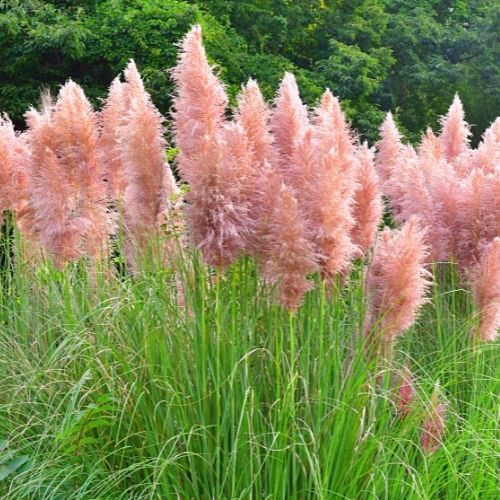 Pampas Grass Collection - White & Pink Feather Cortaderia - Perennial Seeds