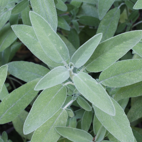 Sage - Green Leaved Salvia Seeds