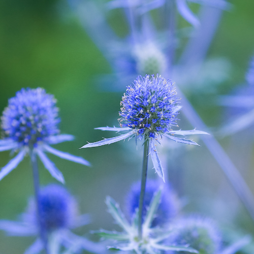 Sea Holly - Eryngium Planum Seeds