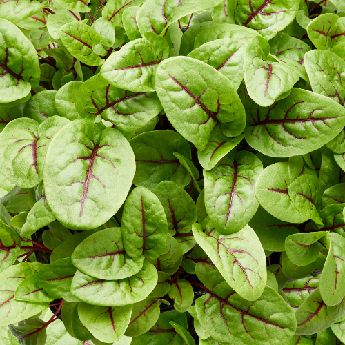 Sorrel - Red Veined Seeds