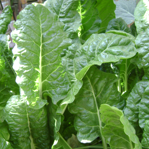 Spinach - Giant Winter Seeds