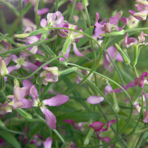 Stocks Night Scented - Matthiola Bicornis Seeds