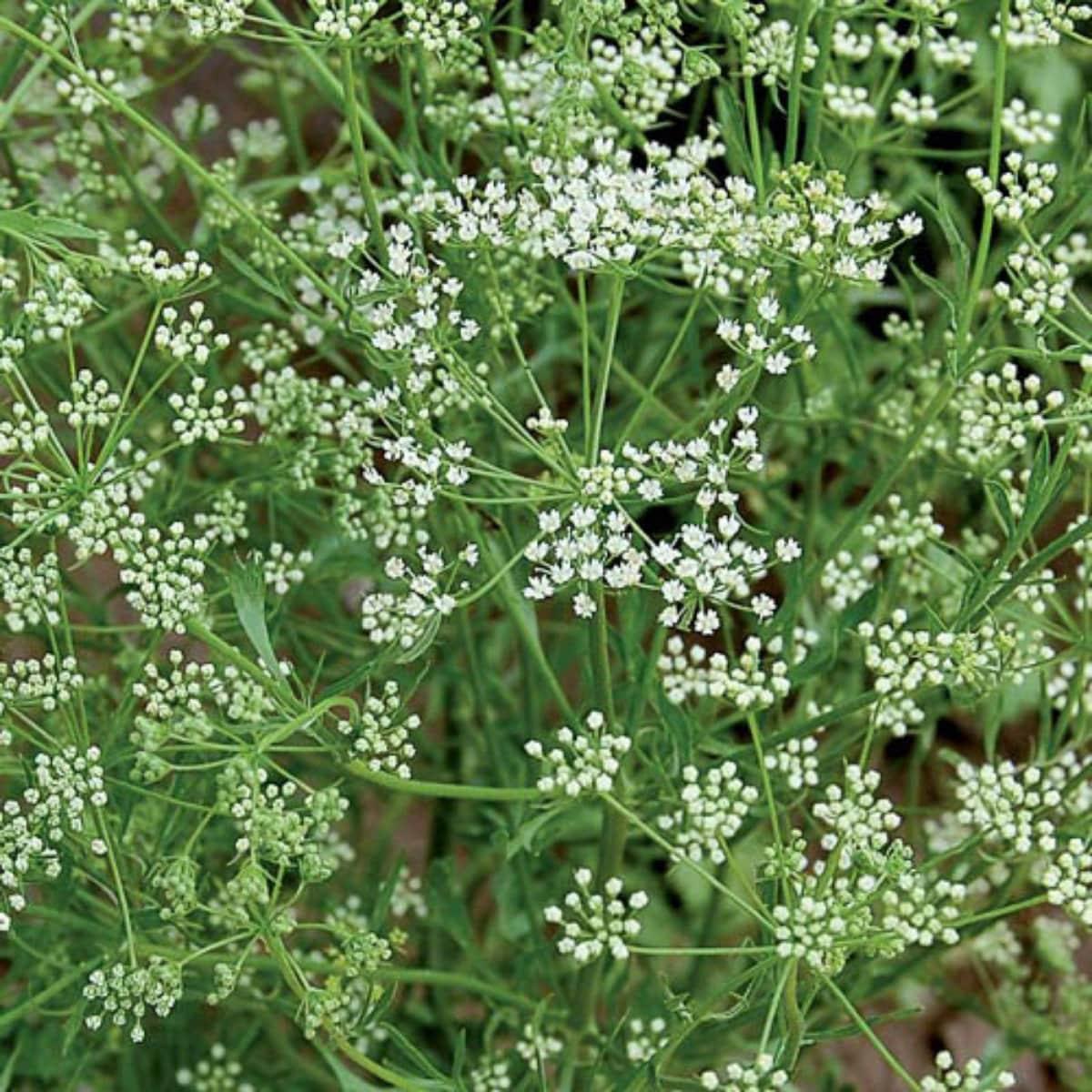 Anise - Pimpinella Anisum Aniseed Seeds