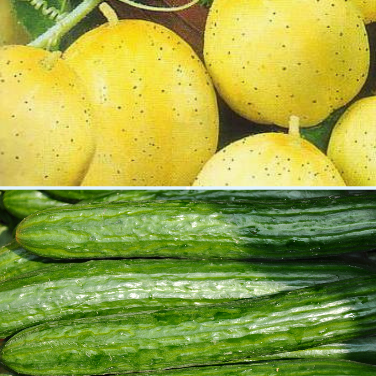 2 Packs Cucumber Seeds - Lemon Cucumber and Marketmore