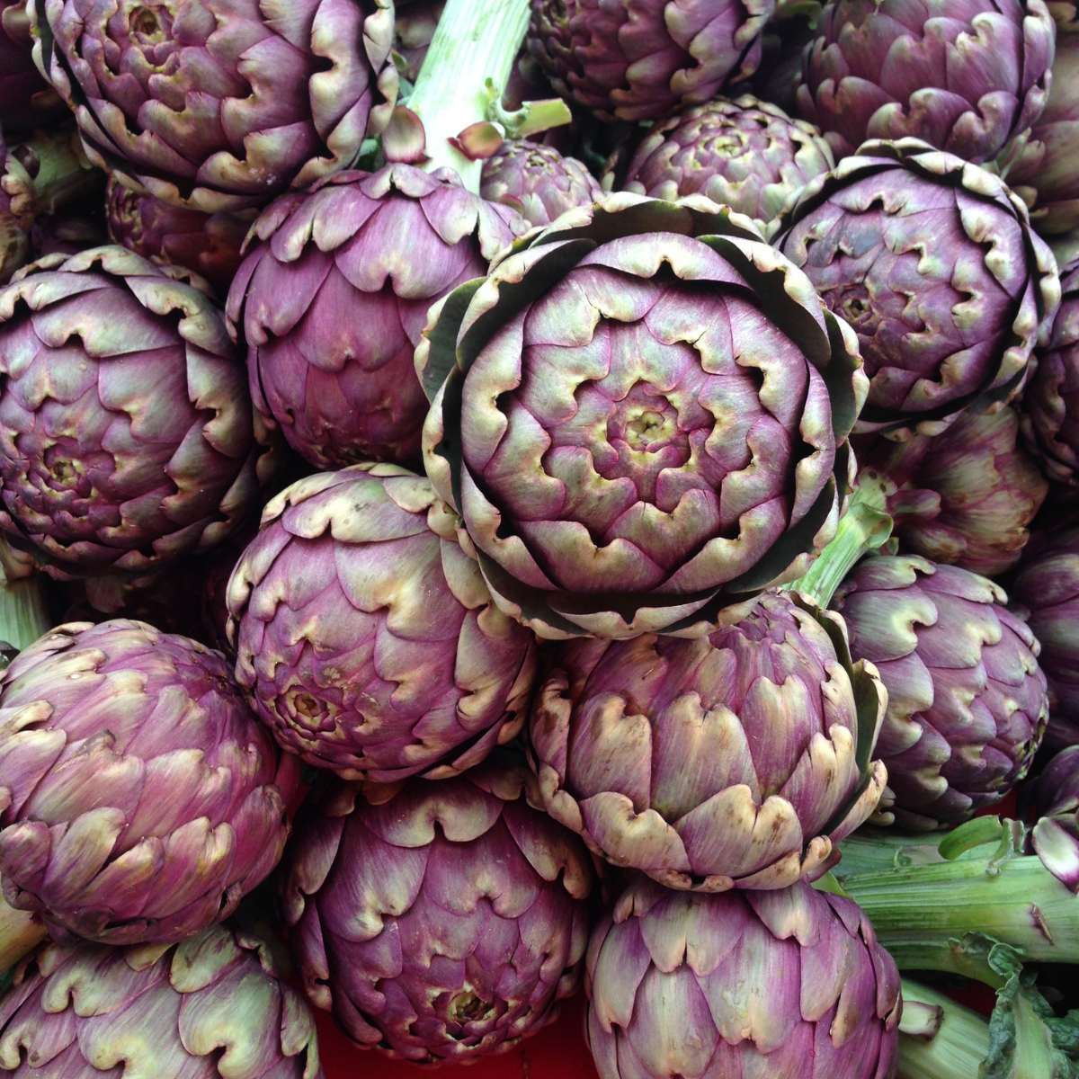 Artichoke - Violet de Provence Seeds