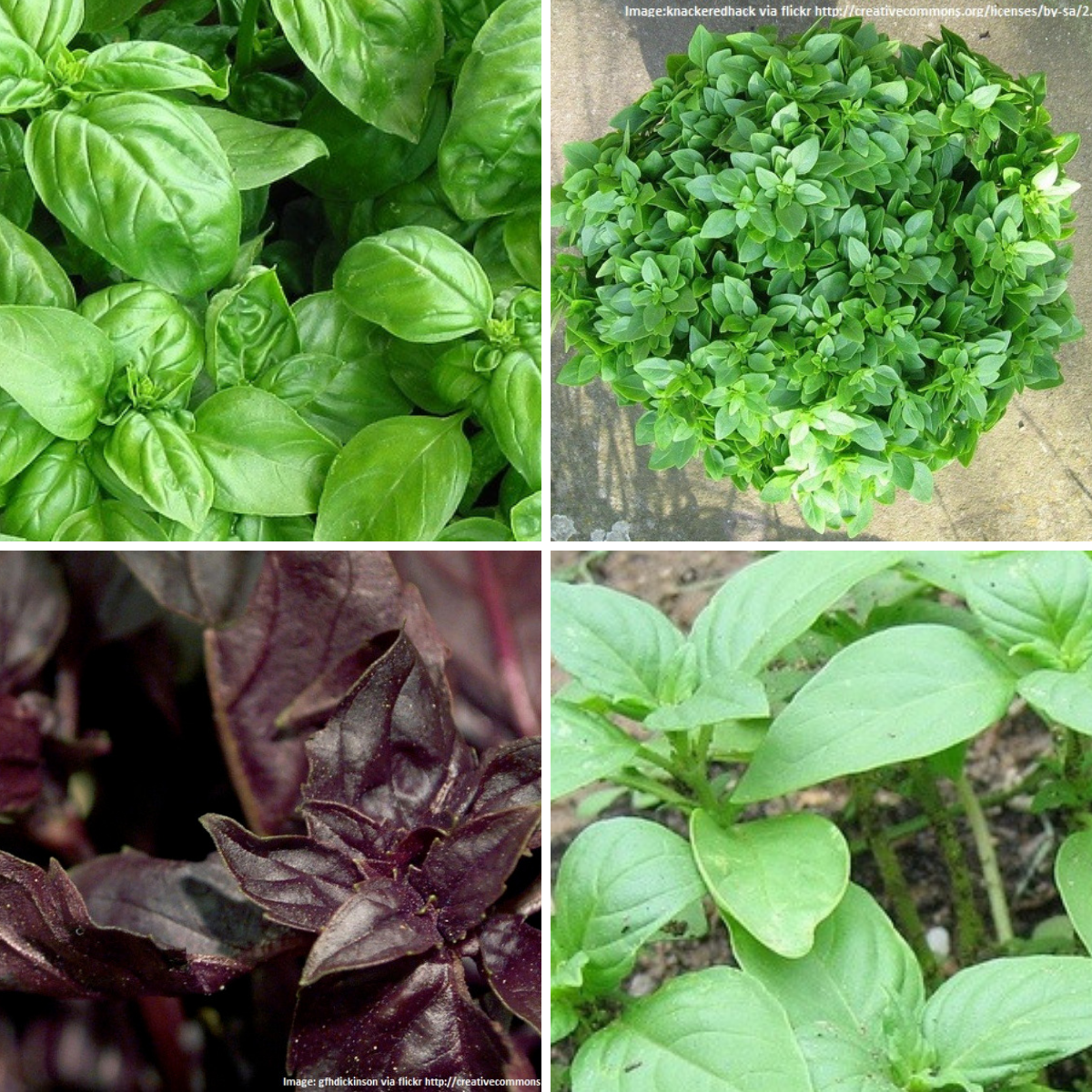 Basil Seeds collection - Sweet, Cinnamon, Purple and Bush