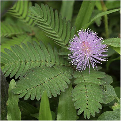 Mimosa Pudica Seeds - Sensitive Plant - 30 Seeds - Touch-Me-Not - Grow Your own!