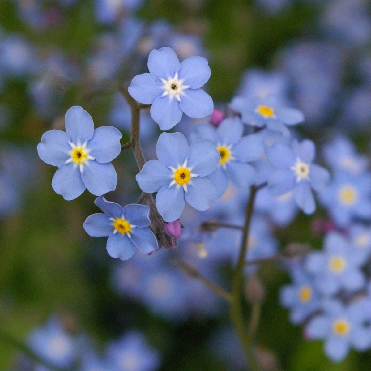 10 packs - Forget me not seeds - Myosotis - bulk buy remembrance funeral