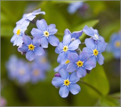 10 packs - Forget me not seeds - Myosotis - bulk buy remembrance funeral