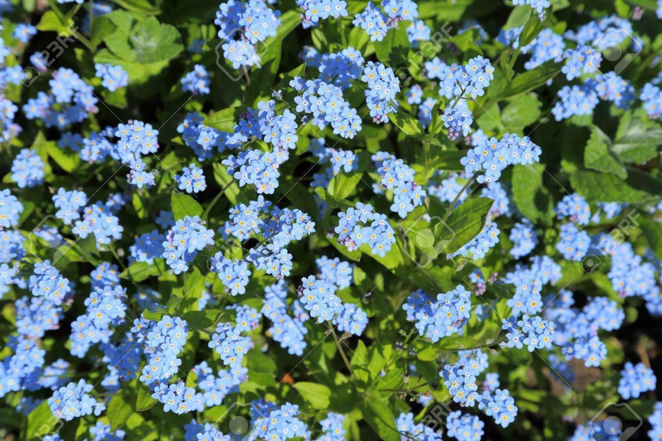 10 packs - Forget me not seeds - Myosotis - bulk buy remembrance funeral