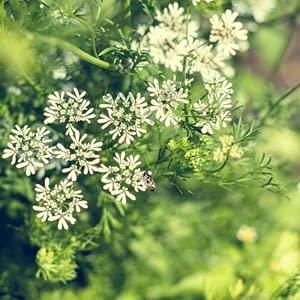 Anise - Pimpinella Anisum Aniseed Seeds