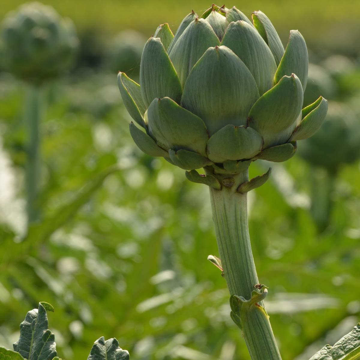 Artichoke - Green Globe Seeds - Popular Variety of Artichoke, Easy to Grow