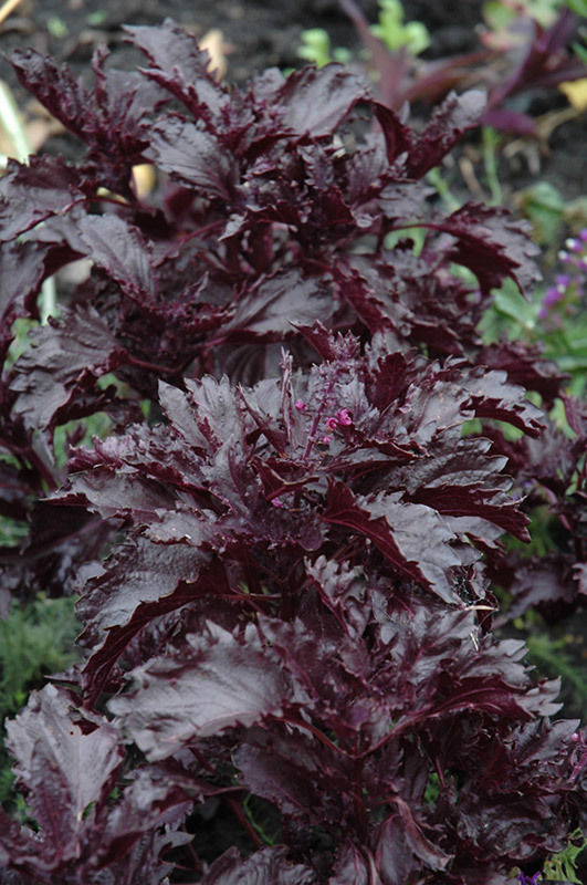 Basil - Purple Ruffles Seeds