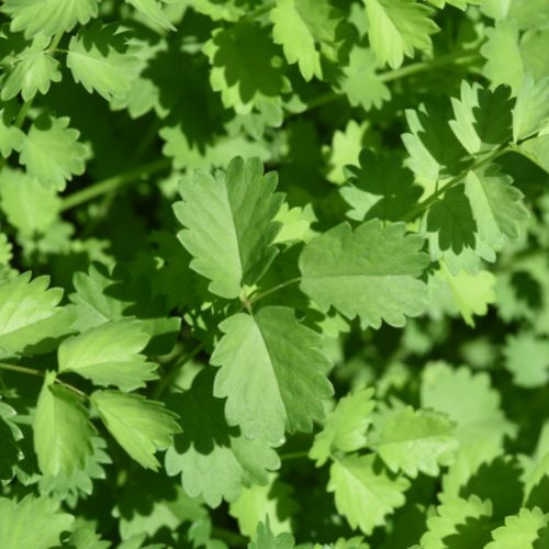 Burnet - Sanguisorba Minor - Herb Seeds