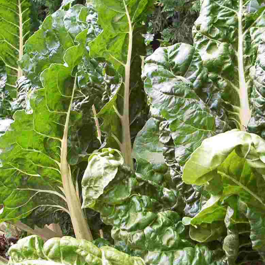 Beet Leaf - Swiss Chard White Silver Seeds