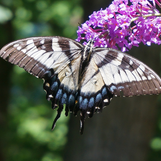 Buddleia - Butterfly Bush Seeds