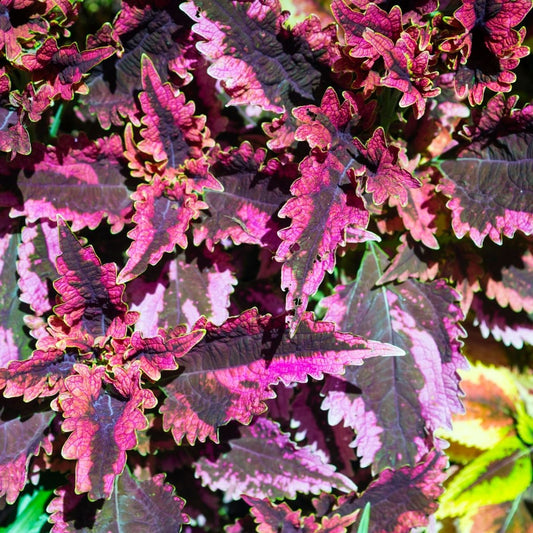 Coleus - Black Dragon Seeds