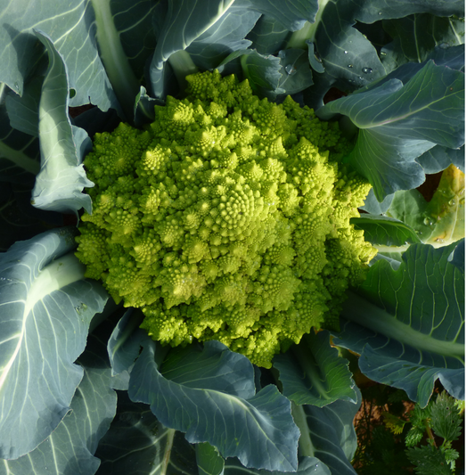 Cauliflower - Romanesco Seeds