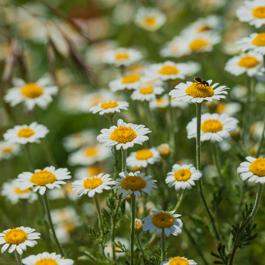 Chamomile - Matricaria Seeds