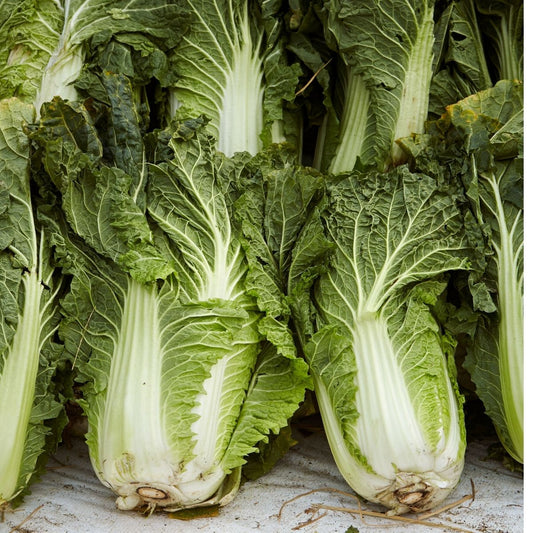 Chinese Cabbage - Wong Bok Seeds