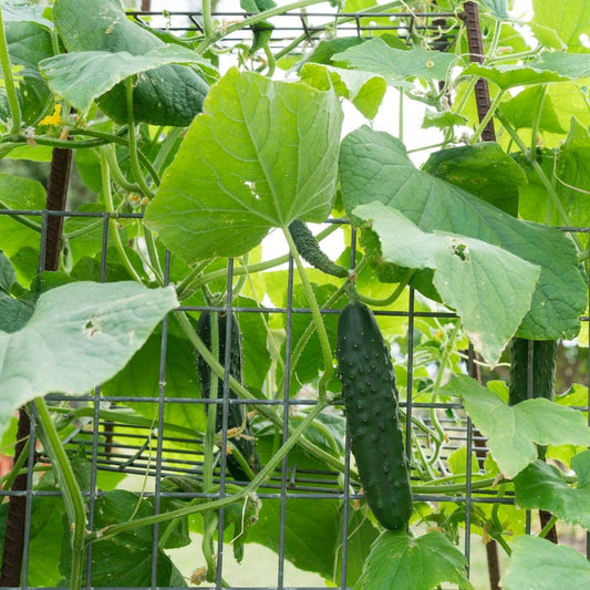 Cucumber - Long Green Ridge Seeds