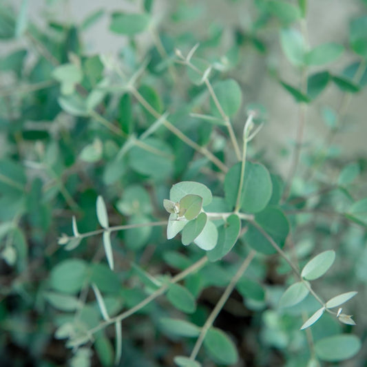 Eucalyptus Gunnii Seeds