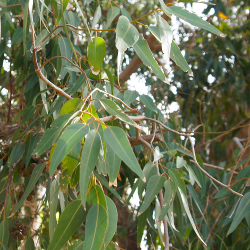 Eucalyptus Citriodora Seeds - Lemon Scented