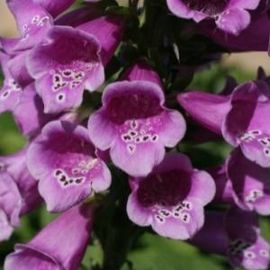 Digitalis Purpurea Foxglove Seeds - Common Wild