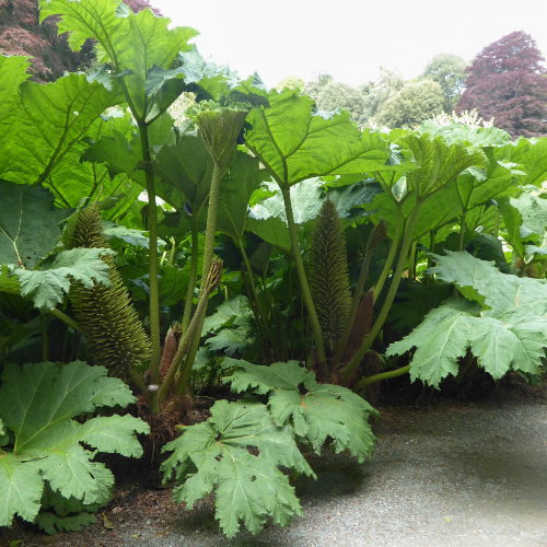 Gunnera - Manicata Seeds - Giant