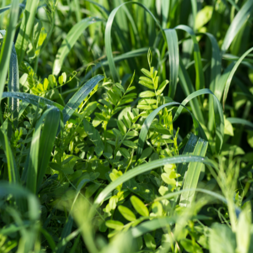 Green Manure - Over Winter Mix Seeds