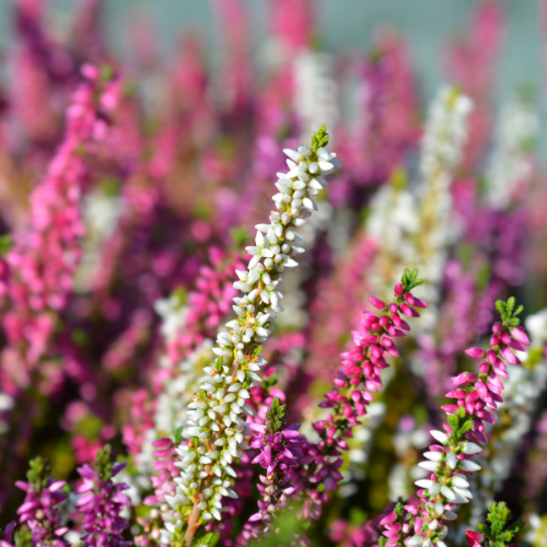 Heather - Common - Calluna Vulgaris Seeds